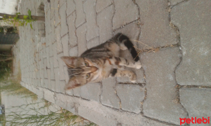 Tekir Kedi, Kedi  Pati fotoğrafı
