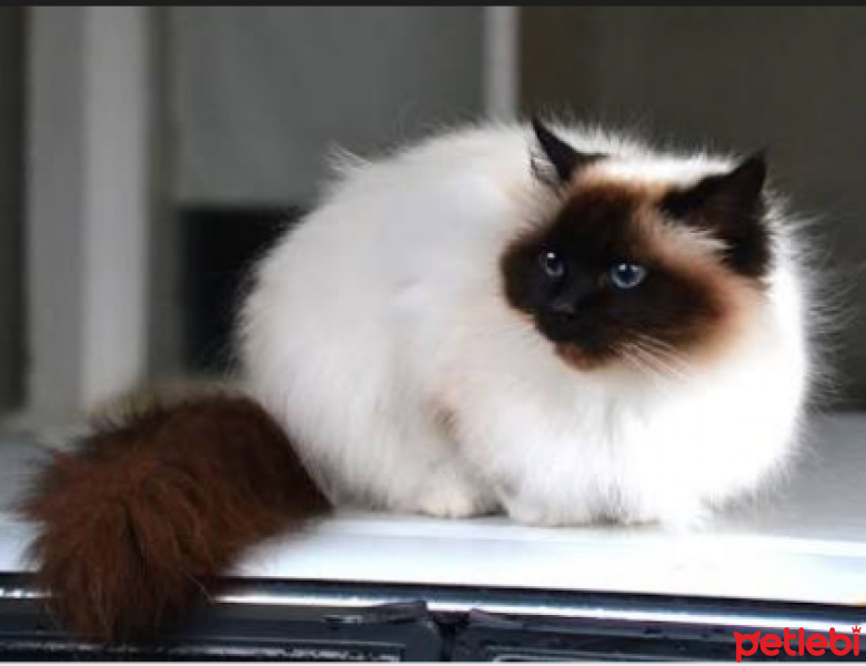 Tekir Kedi, Kedi  Pati fotoğrafı