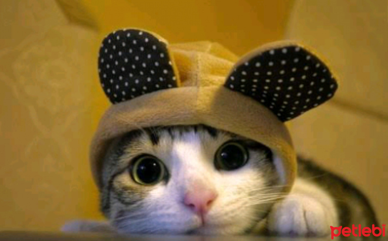 Tekir Kedi, Kedi  Pati fotoğrafı