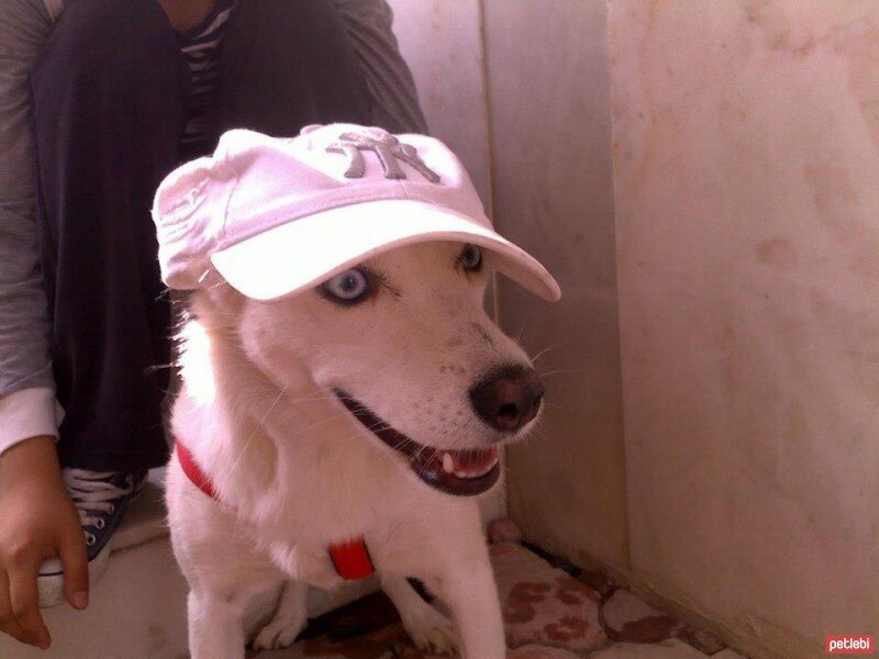 Sibirya Kurdu (Husky), Köpek  Boncuk  fotoğrafı