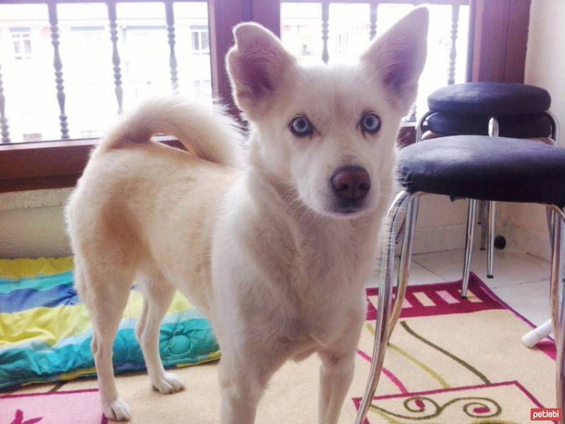 Sibirya Kurdu (Husky), Köpek  Boncuk  fotoğrafı