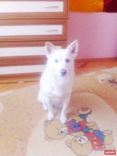 Sibirya Kurdu (Husky), Köpek  Boncuk  fotoğrafı