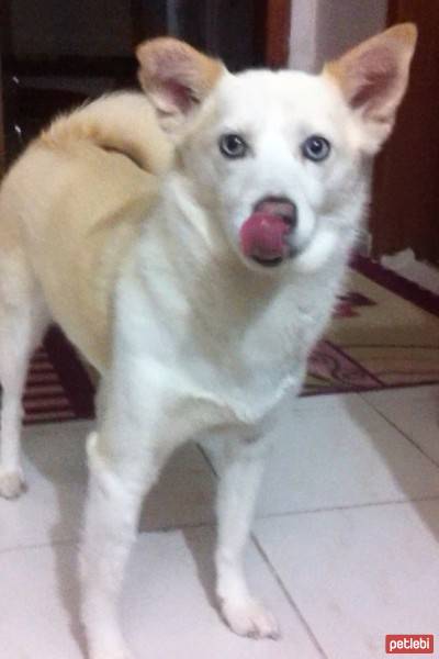 Sibirya Kurdu (Husky), Köpek  Boncuk  fotoğrafı