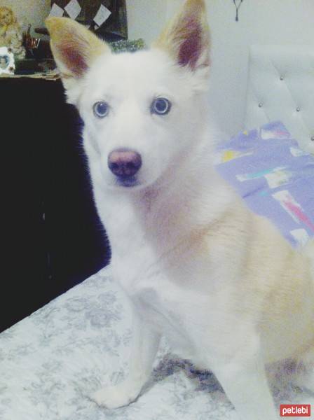 Sibirya Kurdu (Husky), Köpek  Boncuk  fotoğrafı