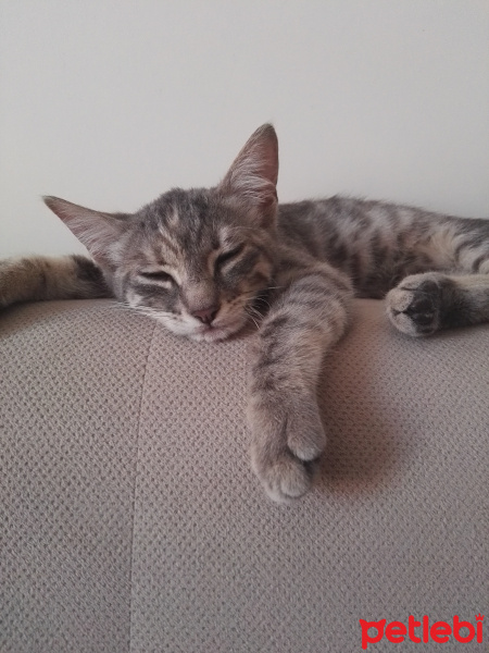 Tekir Kedi, Kedi  Lila fotoğrafı