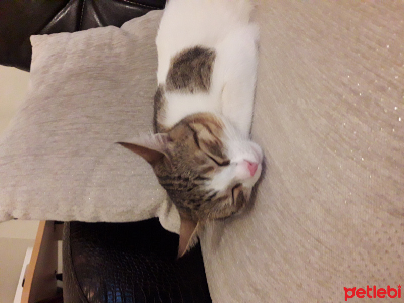 Tekir Kedi, Kedi  Miri fotoğrafı