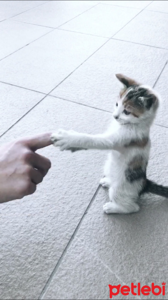 Brazilian Shorthair, Kedi  Şanslı fotoğrafı
