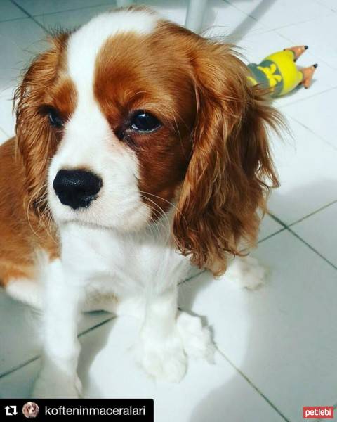 Cavalier King Charles Spanieli, Köpek  Köfte fotoğrafı