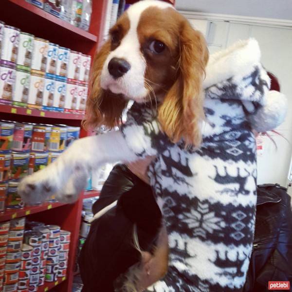 Cavalier King Charles Spanieli, Köpek  Köfte fotoğrafı