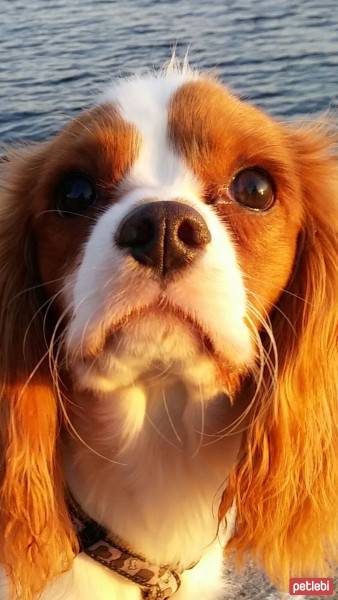 Cavalier King Charles Spanieli, Köpek  Köfte fotoğrafı