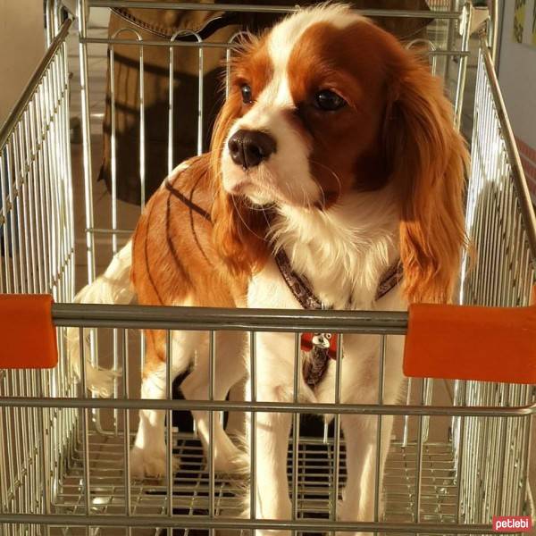 Cavalier King Charles Spanieli, Köpek  Köfte fotoğrafı