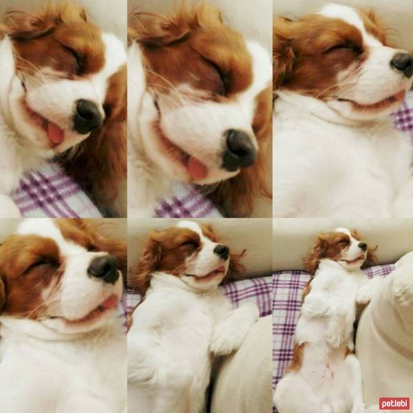 Cavalier King Charles Spanieli, Köpek  Köfte fotoğrafı