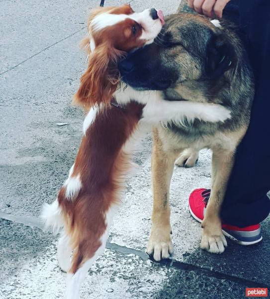 Cavalier King Charles Spanieli, Köpek  Köfte fotoğrafı