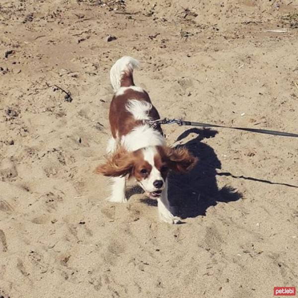 Cavalier King Charles Spanieli, Köpek  Köfte fotoğrafı