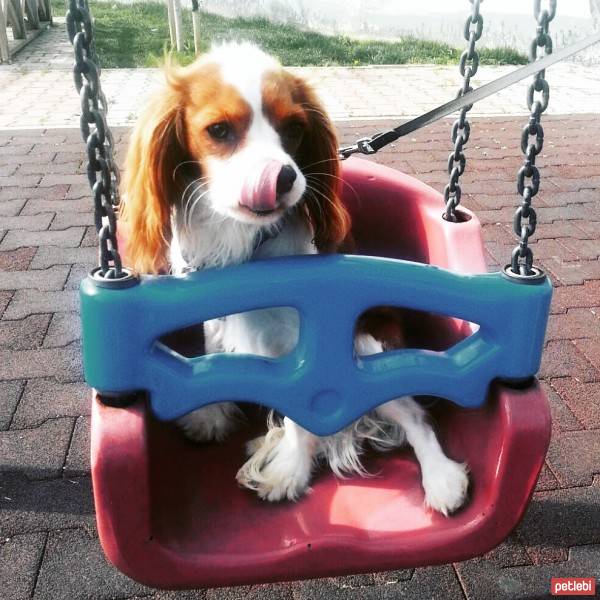 Cavalier King Charles Spanieli, Köpek  Köfte fotoğrafı