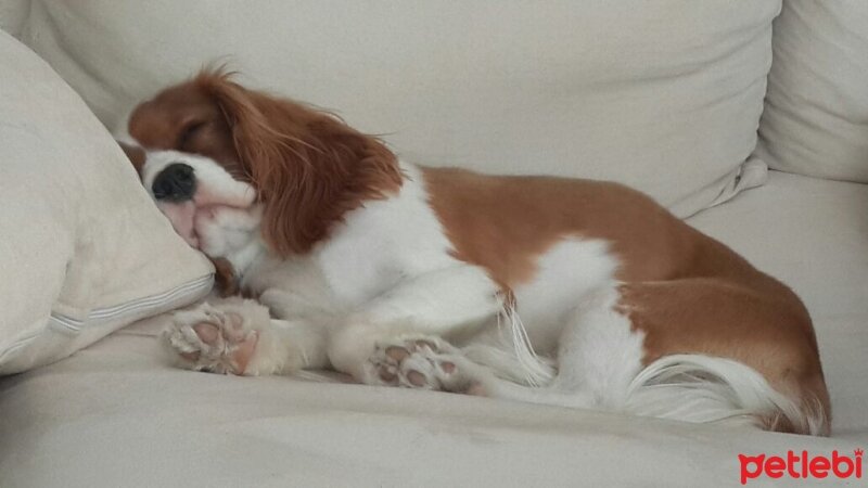 Cavalier King Charles Spanieli, Köpek  Köfte fotoğrafı