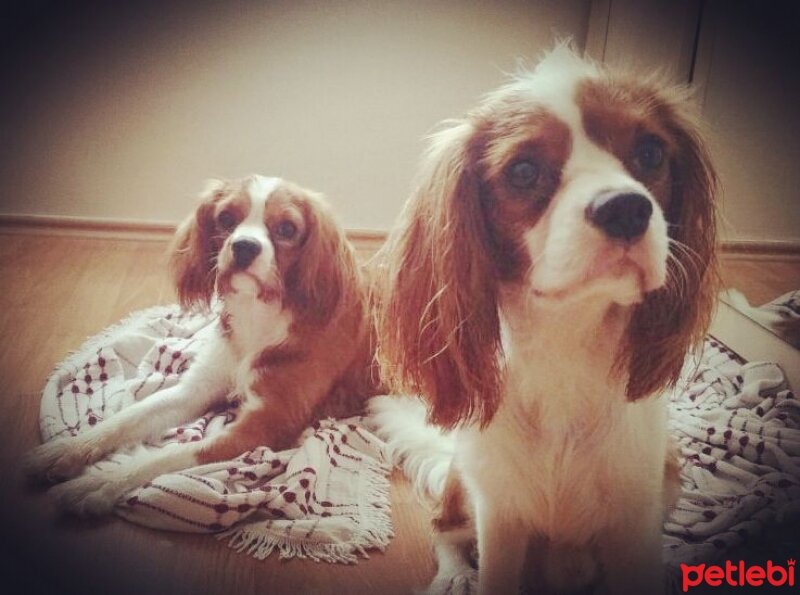 Cavalier King Charles Spanieli, Köpek  Köfte fotoğrafı