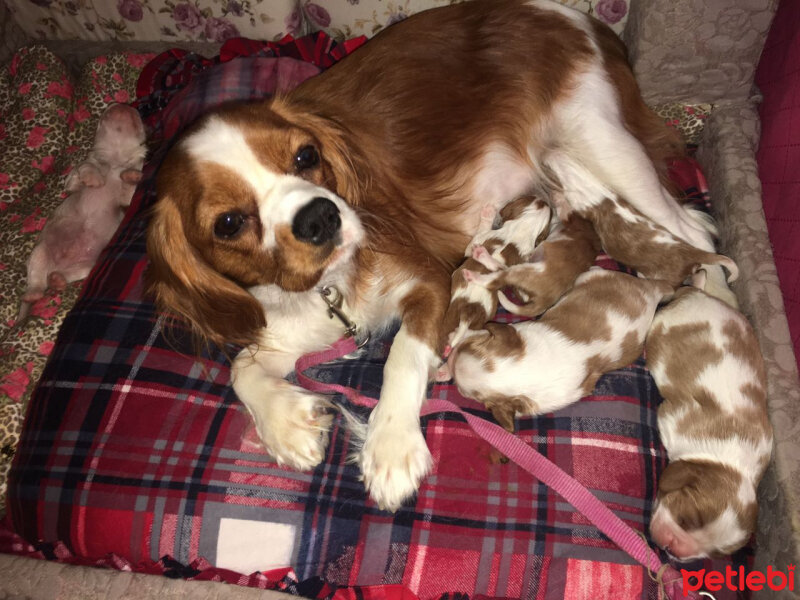 Cavalier King Charles Spanieli, Köpek  Köfte fotoğrafı