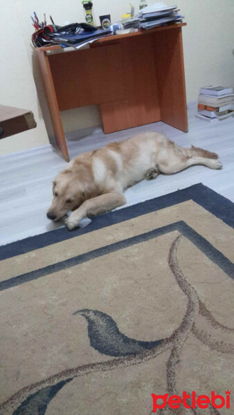 Golden Retriever, Köpek  frodo fotoğrafı