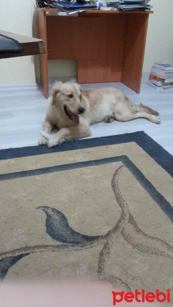 Golden Retriever, Köpek  frodo fotoğrafı