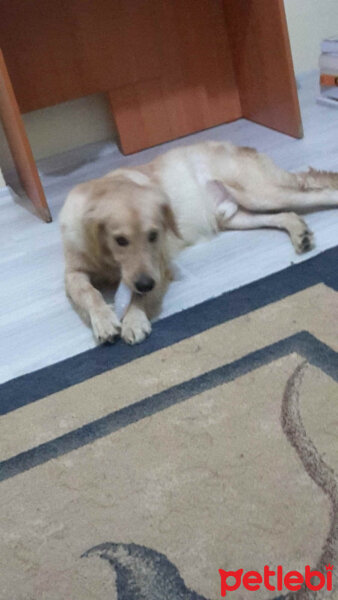 Golden Retriever, Köpek  frodo fotoğrafı