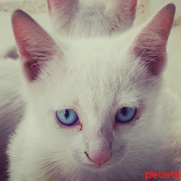 Van Kedisi, Kedi  Beyaz fotoğrafı