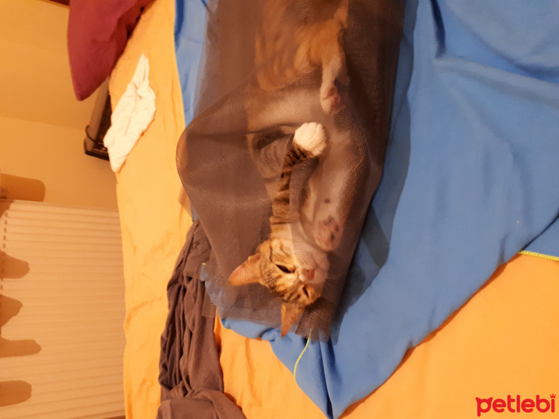 Tekir Kedi, Kedi  İrfan fotoğrafı