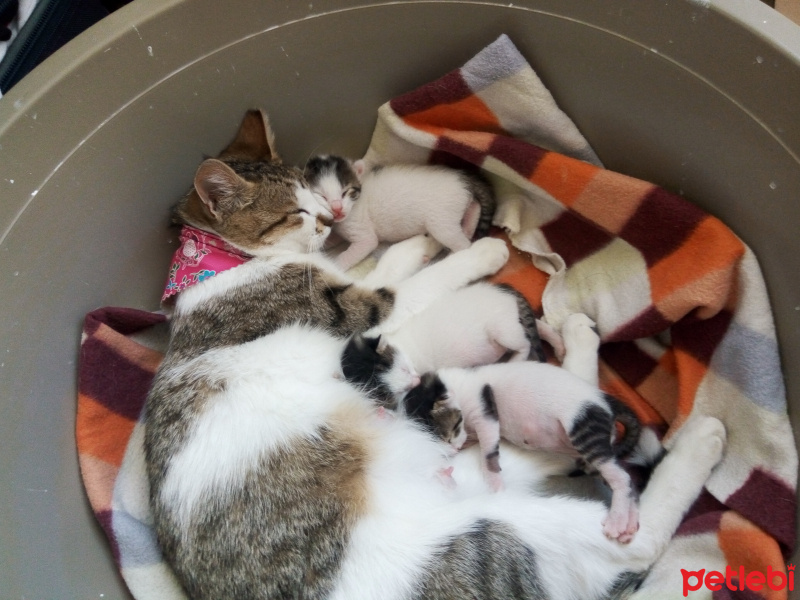 American Wirehair, Kedi  meleklerim sütten kesilince sahiplendirmek istiyor fotoğrafı