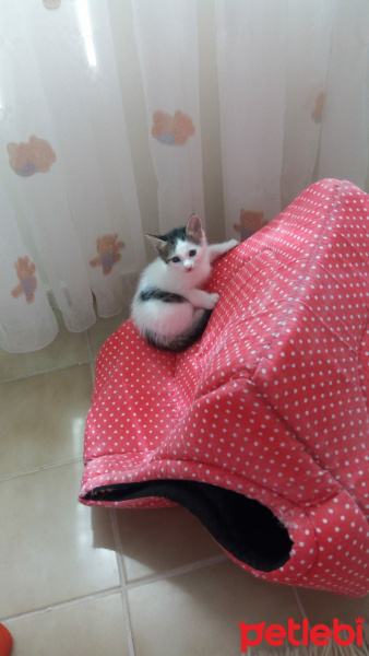 American Wirehair, Kedi  meleklerim sütten kesilince sahiplendirmek istiyor fotoğrafı