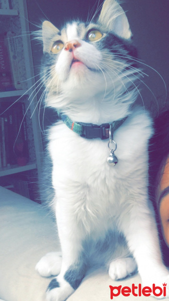 Tekir Kedi, Kedi  Güdük fotoğrafı