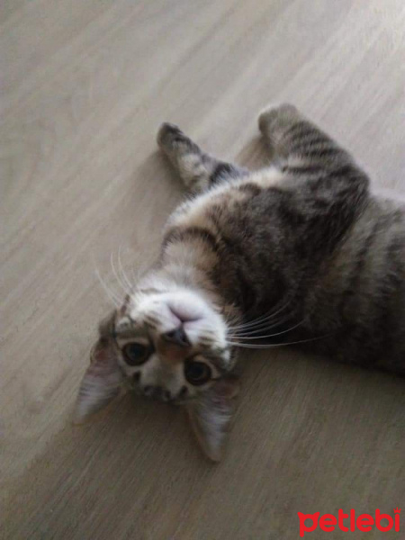 Tekir Kedi, Kedi  Tütün fotoğrafı