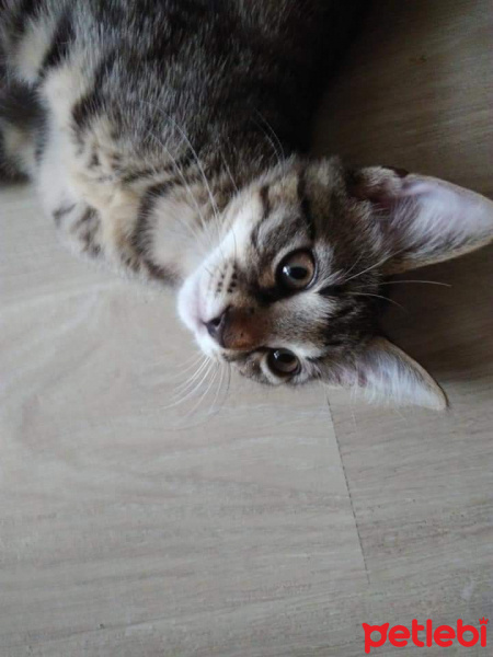 Tekir Kedi, Kedi  Tütün fotoğrafı