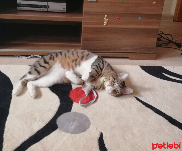 Tekir Kedi, Kedi  Missy fotoğrafı