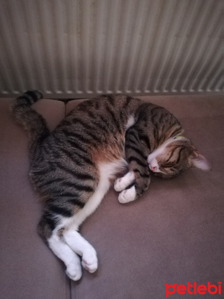 Tekir Kedi, Kedi  Missy fotoğrafı