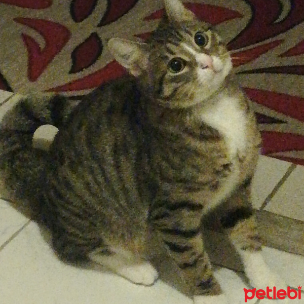 Tekir Kedi, Kedi  Missy fotoğrafı