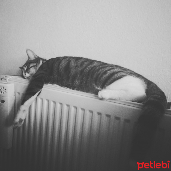 Tekir Kedi, Kedi  Missy fotoğrafı