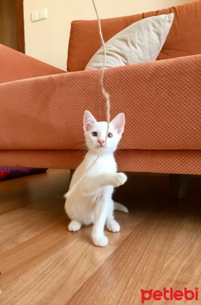 Tekir Kedi, Kedi  Sütlü Nuri Bey fotoğrafı