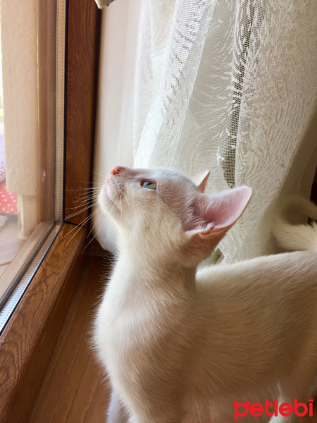 Tekir Kedi, Kedi  Sütlü Nuri Bey fotoğrafı