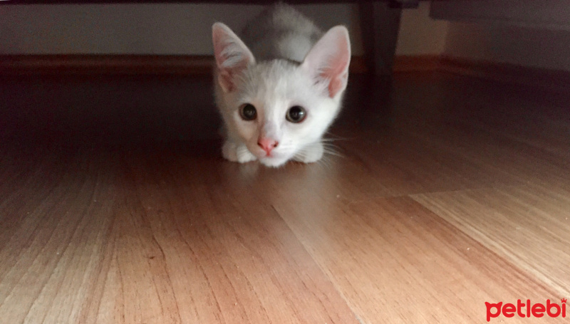 Tekir Kedi, Kedi  Sütlü Nuri Bey fotoğrafı