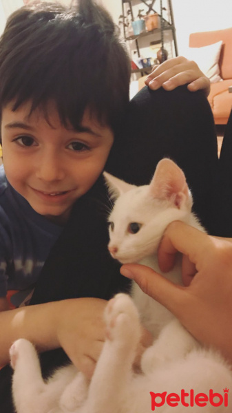 Tekir Kedi, Kedi  Sütlü Nuri Bey fotoğrafı