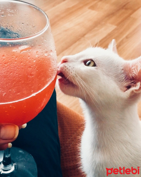 Tekir Kedi, Kedi  Sütlü Nuri Bey fotoğrafı