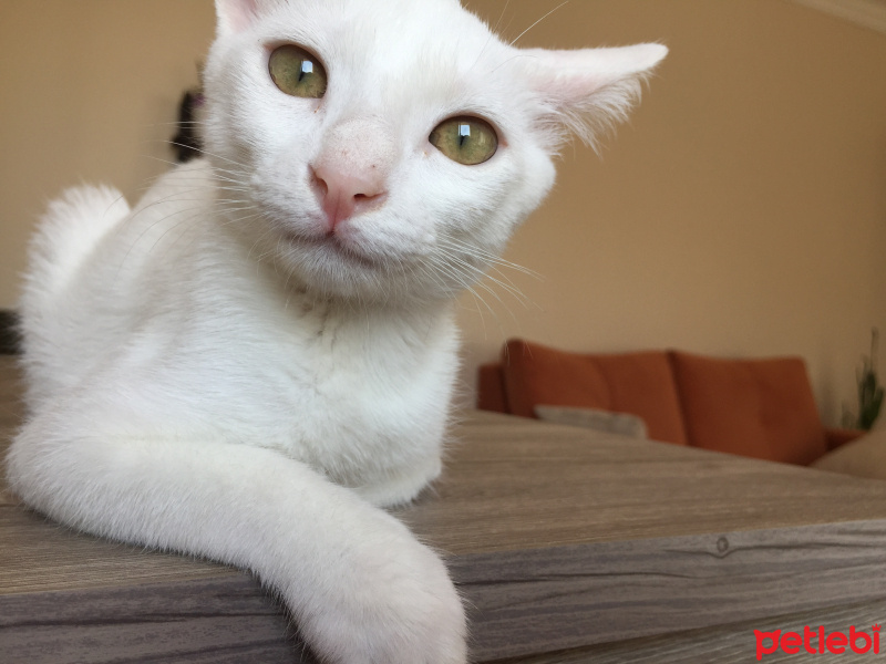 Tekir Kedi, Kedi  Sütlü Nuri Bey fotoğrafı