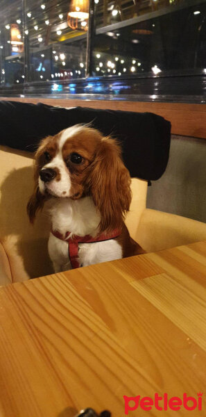 Cavalier King Charles Spanieli, Köpek  Odessa fotoğrafı