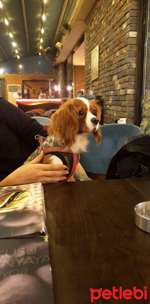 Cavalier King Charles Spanieli, Köpek  Odessa fotoğrafı