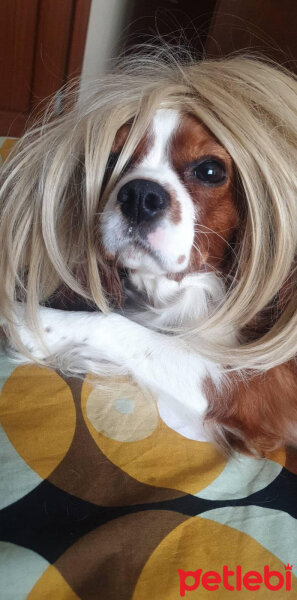 Cavalier King Charles Spanieli, Köpek  Odessa fotoğrafı