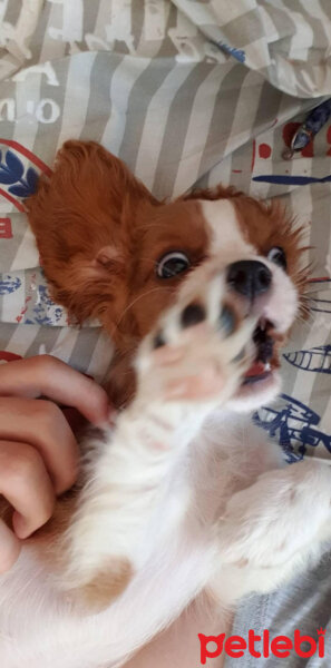 Cavalier King Charles Spanieli, Köpek  Odessa fotoğrafı