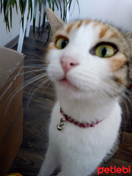 Tekir Kedi, Kedi  Tarçın fotoğrafı