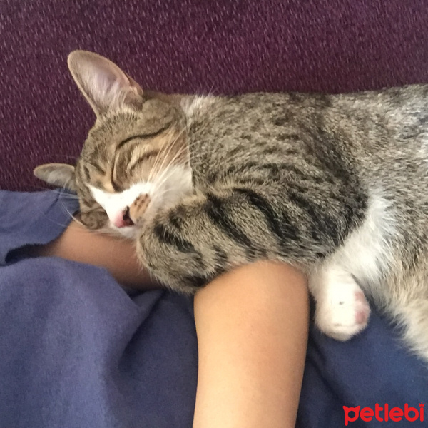 Tekir Kedi, Kedi  Stitch fotoğrafı