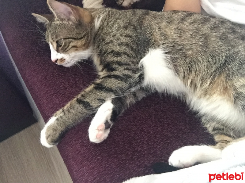 Tekir Kedi, Kedi  Stitch fotoğrafı