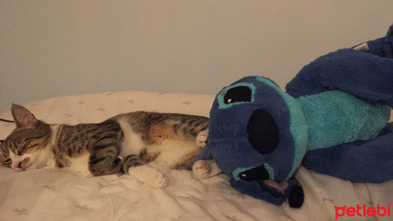 Tekir Kedi, Kedi  Stitch fotoğrafı
